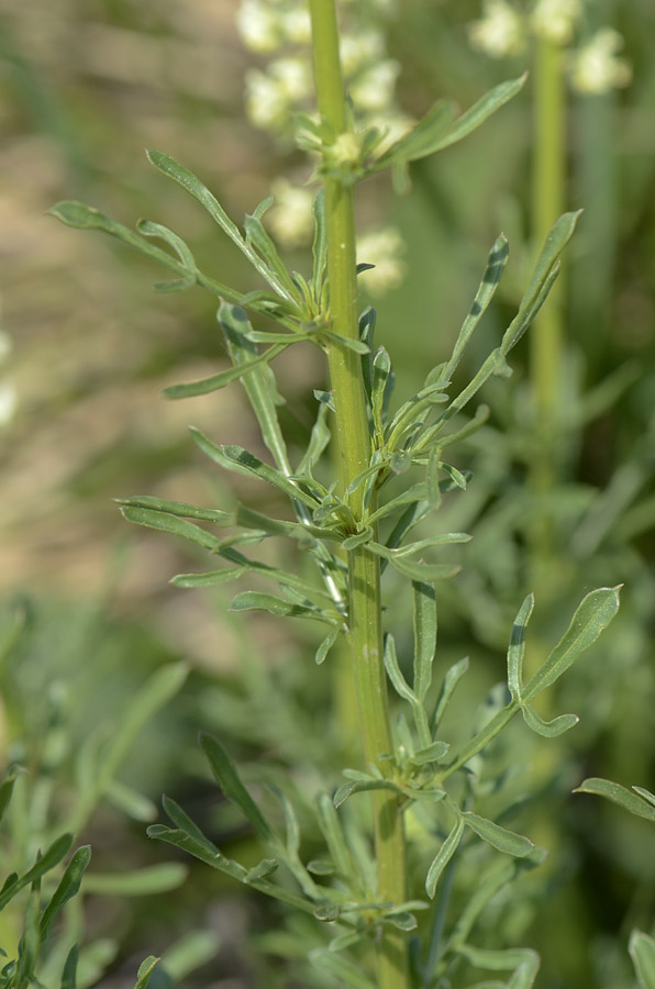 Reseda lutea / Reseda comune